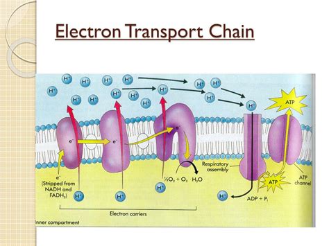 (PPT) Chapter 6 Electron transport chain and .